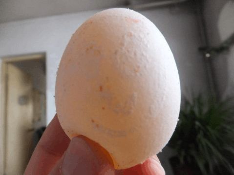 白醋泡鸡蛋实验