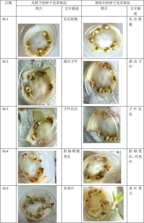 绿豆种子发芽结构图图片