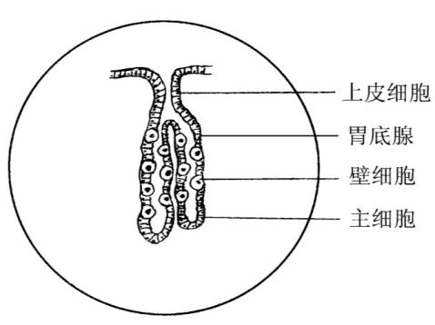 分数:         评阅:1,假复层纤毛柱状上皮           2,胃底腺(二)