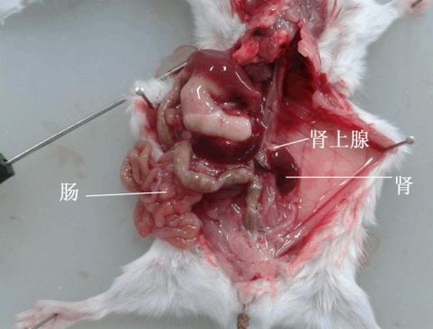 小鼠肾上腺解剖图图片