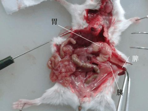 小鼠睾丸解剖构造图片