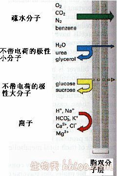 实验二细胞膜的通透性