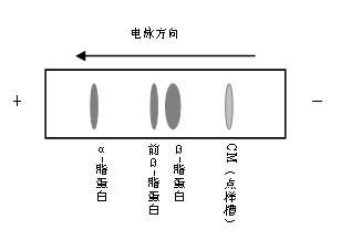 21生物化學實驗瓊脂糖凝膠電泳法分離預染血清脂蛋白